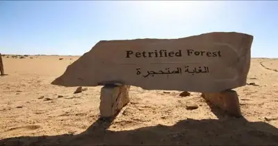 هل تم التعدي على الأشجار في الغابة المتحجرة بالتجمع؟.. الحكومة ترد