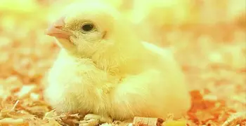 أسعار الكتاكيت البيضاء اليوم السبت 6 سبتمبر 2025.. اعرف بكام