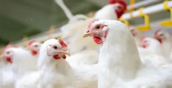 حقيقة انتشار الفراخ السردة في الأسواق