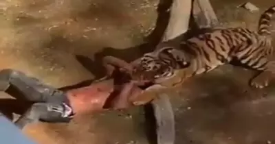 نمر يفترس سائحا في حديقة حيوان «الملز» بالسعودية (فيديو)