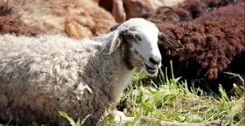لماذا نضحي في عيد الأضحى؟..فضلها وثوابها
