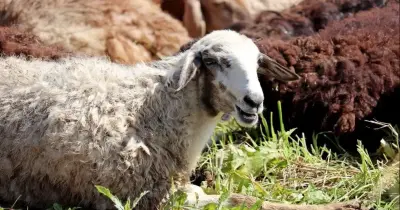 لماذا نضحي في عيد الأضحى؟..فضلها وثوابها