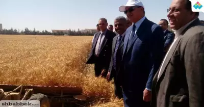 بدء موسم حصاد القمح بجامعة سوهاج «صور»