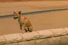 كلب يقتحم مباراة في الدوري المصري ويوقف سيرها (صورة)
