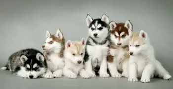 قائمة الكلاب الممنوعة في القانون الجديد.. على رأسهم الهاسكي!