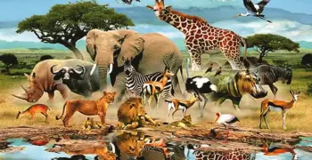تميز الرأس من خصائص الحيوانات ذات التناظر الجانبي. صواب خطأ