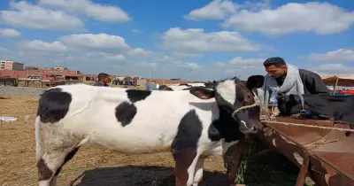 أسعار العجول اليوم قبل عيد الأضحى 2026 لجميع الأنواع