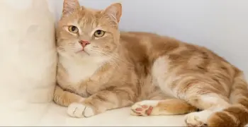 فيديو القطط يثير غضب الجمهور.. شباب يلقون قطة من مقهى مرتفع