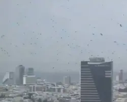 إنذار بكارثة.. الغربان تحتل سماء تل أبيب (فيديو)