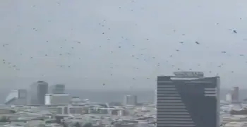 إنذار بكارثة.. الغربان تحتل سماء تل أبيب (فيديو)