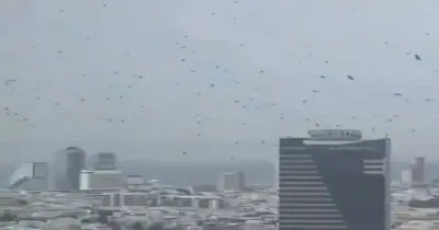 إنذار بكارثة.. الغربان تحتل سماء تل أبيب (فيديو)