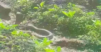 ظهور الكوبرا فى المحلة الكبرى يثير الفزع بين المواطنين (صور)