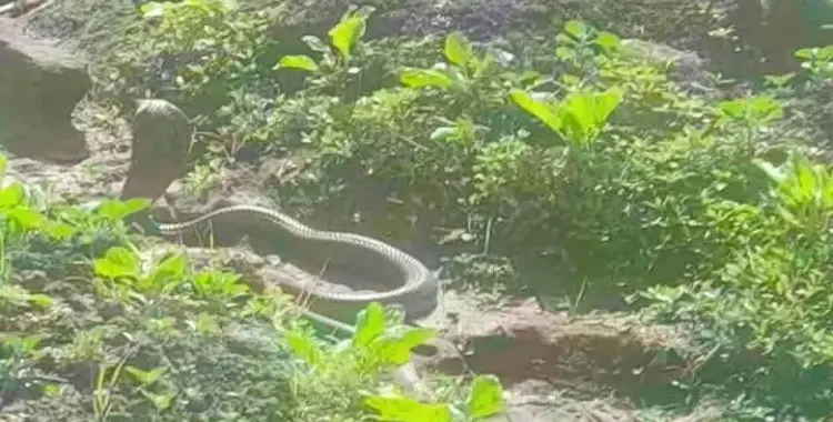  ظهور الكوبرا فى المحلة الكبرى يثير الفزع بين المواطنين (صور) 