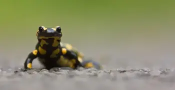 يتشابه السلمندر مع الضفدع بأن كلا منهما؟.. الجواب الصحيح