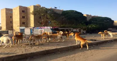 إقامة شلاتر للكلاب الضالة في الشوارع للحد من الظاهرة بالجيزة