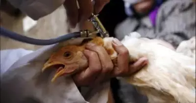 اكتشاف بؤرة لانتشار أنلفونزا الطيور في المنوفية