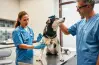 أسعار كلية الطب البيطري في الجامعات الخاصة 2026 2027