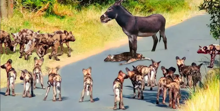  عندما تُصاب منطقة معينة بجفاف ، ماذا يحدث للحيوانات تهاجر تتعايش تنقرض تموت؟ 