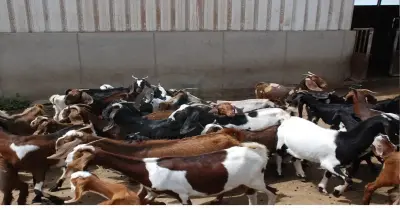 أضاحي العيد.. سعر كيلو الجديان  قائم اليوم 2026