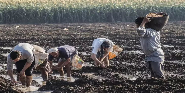  83 طن أسمدة ومبيدات ضارة بصحة المواطنين في البحيرة 