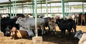 آخر موعد لقص الشعر للمضحي 2025 بالتاريخ الميلادي والهجري