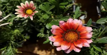 مواعيد معرض زهور الربيع ٢٠٢٦.. متى يفتح ويغلق؟