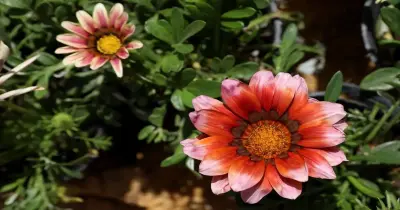 مواعيد معرض زهور الربيع ٢٠٢٦.. متى يفتح ويغلق؟