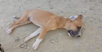 ملثم يتسبب في نفوق 500 كلب في حدائق الأهرام