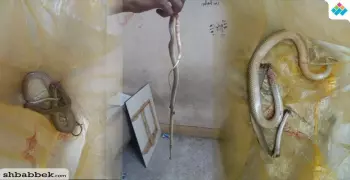طلاب المدينة الجامعية بالأزهر يصطادون ثعبان: «خلوا بالكم ليغفلكم»