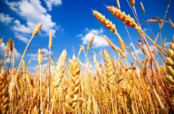 سعر توريد إردب القمح 2026 بعد الزيادة لدعم الفلاحين.. ذهب مصر الأصفر