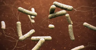 مرض الكوليرا مرض ينتشر عن طريق شرب الماء ويسبب عطاس ورشح . صواب خطأ