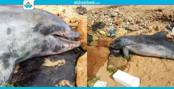 «دولفين نافق» بشاطىء الإسكندرية.. ووزير التعليم العالي يتابع التطورات (صور)