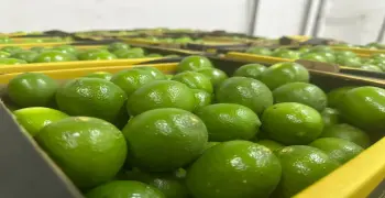 الكيلو وصل 80 جنيه.. سعر الليمون اليوم 12 يوليو 2026 وهل سينخفض مرة أخرى؟
