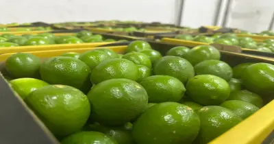الكيلو وصل 80 جنيه.. سعر الليمون اليوم 12 يوليو 2026 وهل سينخفض مرة أخرى؟