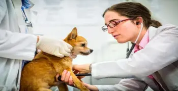 رابط تسجيل المشكلات الخاصة بطلاب سنة الامتياز بكليات الطب البيطري