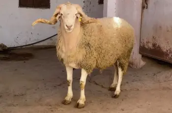 طريقة تنظيف رأس الخروف بحيل ذكية في مطبخك.. بالخطوات