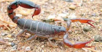 3 وفيات 450 مصابة بلدغات العقارب في أسوان والسبب مفاجئ