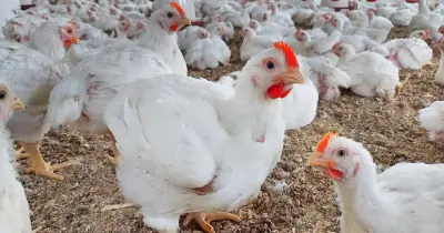 زيادة 5 جنيه.. أسعار الدواجن والبانيه اليوم الثلاثاء السادس من رمضان