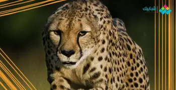 ما هي سرعة الفهد القصوى، ولماذا يهرب من المواجهة؟