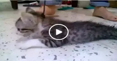 فيديو القطة.. مشاهد تعذيب القطة تثير ضجة على مواقع التواصل الاجتماعي