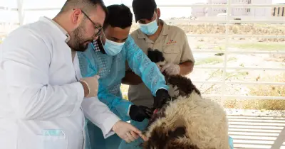 تنسيق كلية الطب البيطري في الجامعات الخاصة 2026 2027