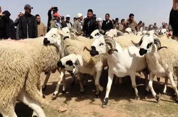 أسعار الأضاحي 2026 في مصر.. دليلك الكامل للشراء قبل اشتعال الأسواق