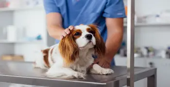 آخر موعد للتقديم على وظائف هيئة الخدمات البيطرية 2026