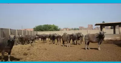 صور| رئيس جامعة الأزهر يشدد على ضرورة الاستفادة من مزارع كلية الزراعة