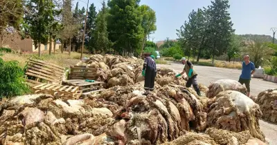 غرامة نقل جلود الأضاحي بدون تصريح.. محافظ الجيزة يصدر عقوبات