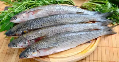 كارثة صحية.. 6 علامات معرفة شكل الفسيخ الفاسد