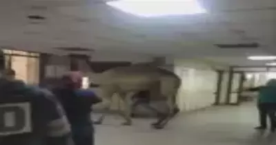 فيديو جمل في مستشفى أوسيم