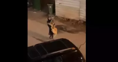 بالفيديو.. فتاة كويتية تلقي القبض على أسد هارب