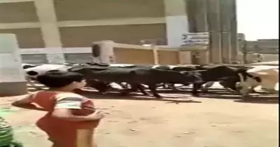 مدرسة تتحول إلى «زريبة بقر» في الإجازة بالغربية (فيديو)