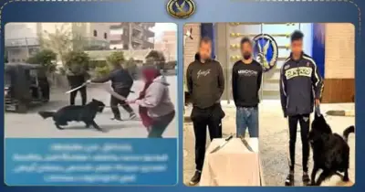 كشف ملابسات مشاجرة سيدة الكلب بالمنوفية.. والقبض على المتورطين